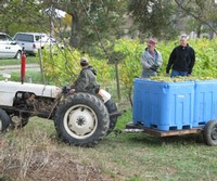 Ingle Vineyard Harvest Tractor Grape Bin
